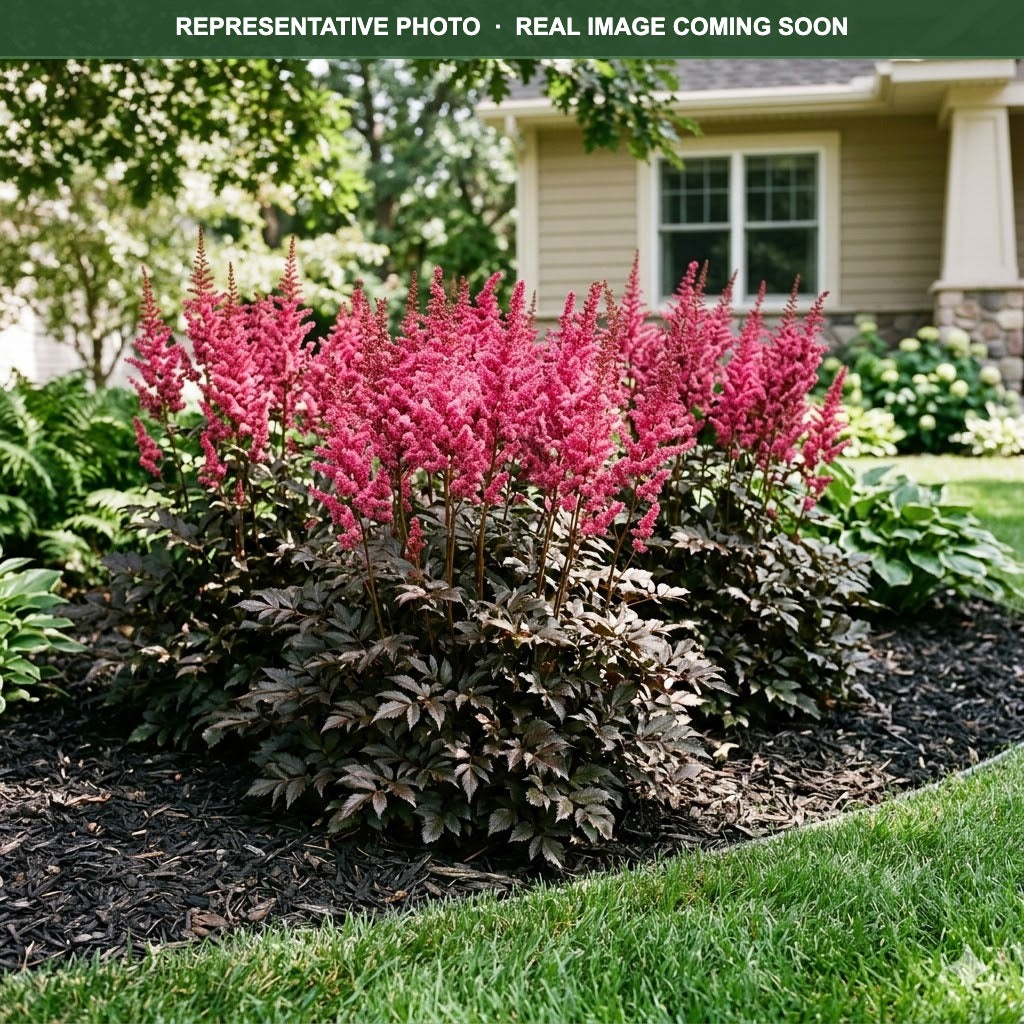 Mighty Chocolate Cherry Astilbe (Astilbe) — St. Paul, MN