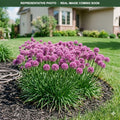 Millenium Allium (Allium) — Edina, MN