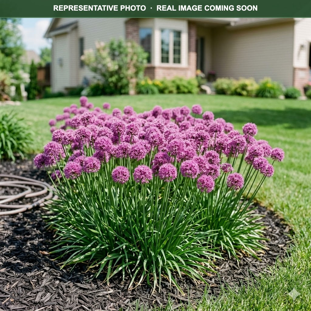 Millenium Allium (Allium) — Edina, MN