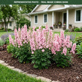 Mini Pinks Delphinium (Delphinium) — Minnetonka, MN