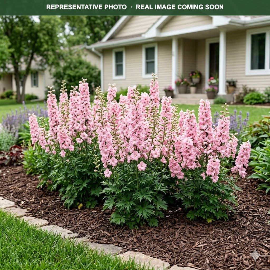 Mini Pinks Delphinium (Delphinium) — Minnetonka, MN