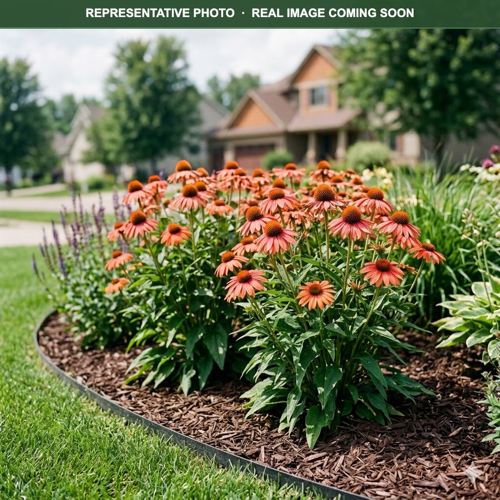 Moab Sunset Coneflower (Echinacea) — Woodbury, MN
