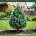 Moffat Blue Juniper (Juniperus scopulorum) — Maple Grove, MN