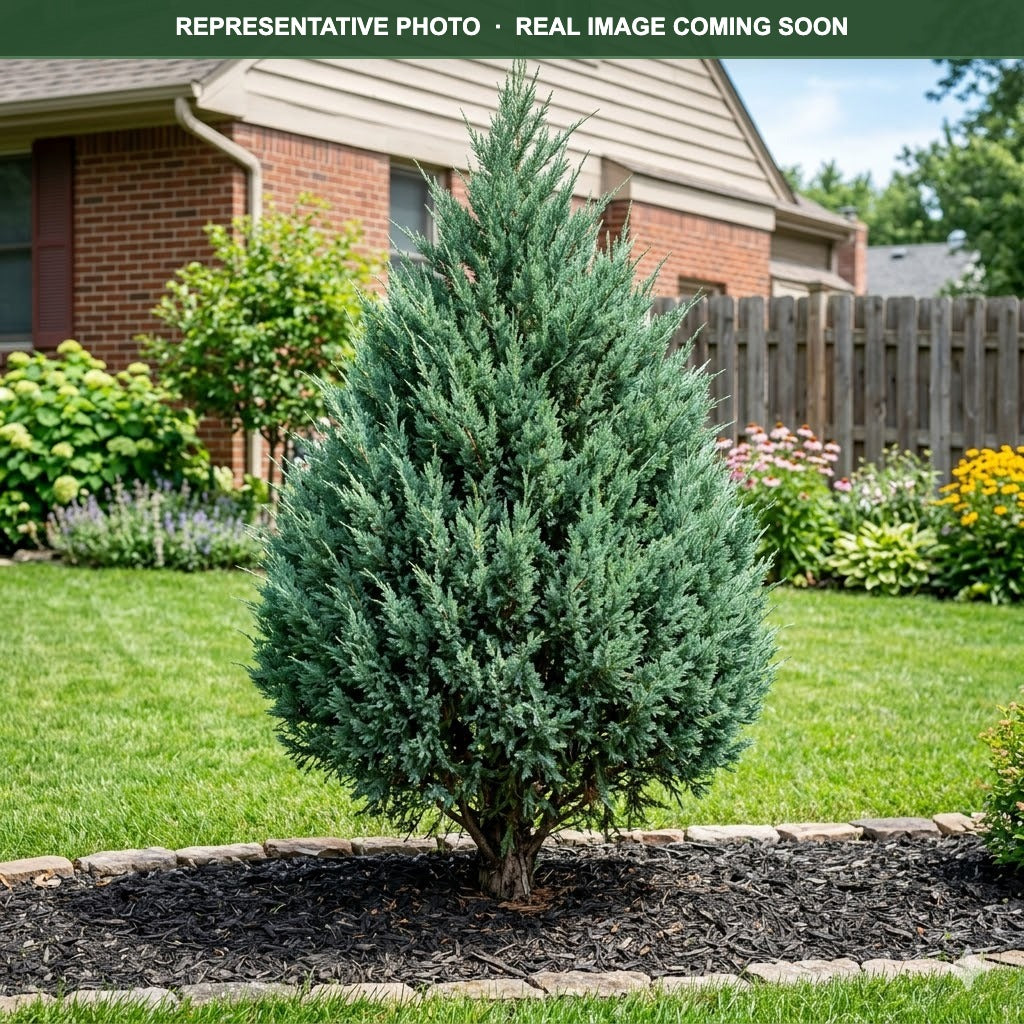Moffat Blue Juniper (Juniperus scopulorum) — Maple Grove, MN
