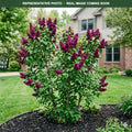 Monge Lilac (Syringa vulgaris) — Plymouth, MN