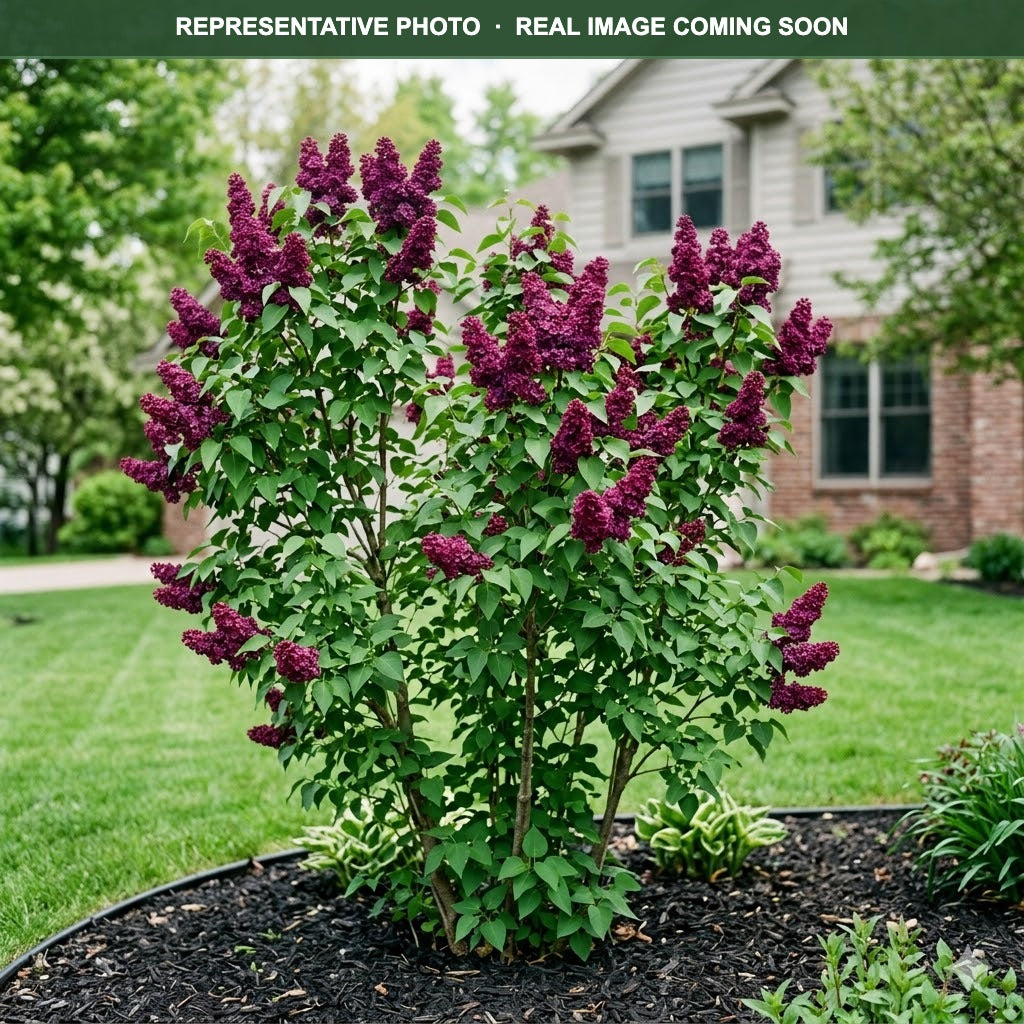Monge Lilac (Syringa vulgaris) — Plymouth, MN