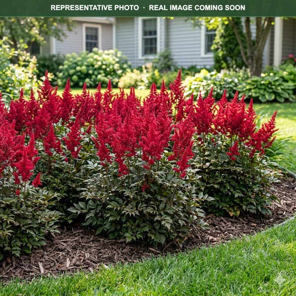 Montgomery Astilbe (Astilbe) — Eden Prairie, MN