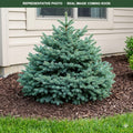 Montrose Charm Spruce (Picea) — Bloomington, MN