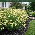 Moonbeam Coreopsis (Coreopsis verticillata) — Maple Grove, MN