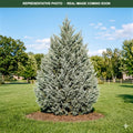Moonglow Juniper (Juniperus scopulorum) — Shoreview, MN