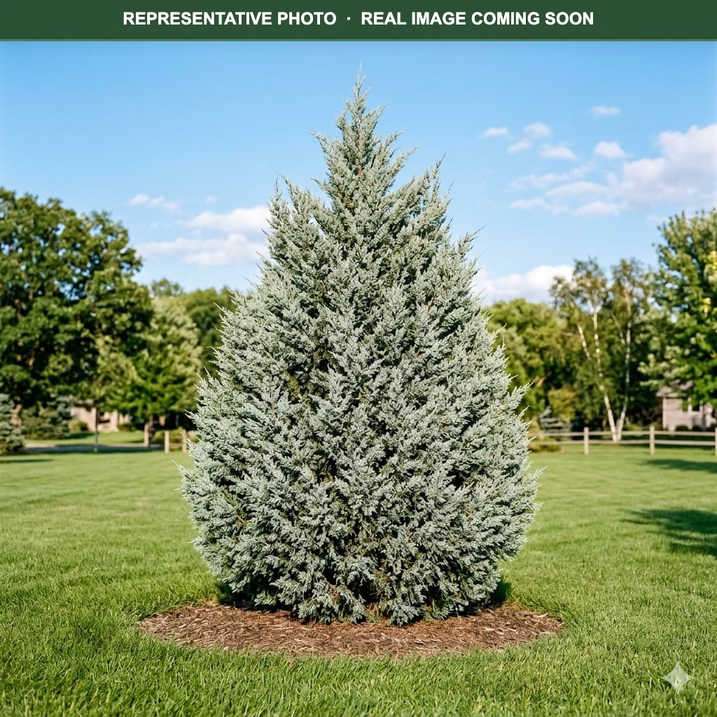 Moonglow Juniper (Juniperus scopulorum) — Shoreview, MN