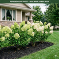 Moonrock Hydrangea (Hydrangea paniculata) — Maple Grove, MN