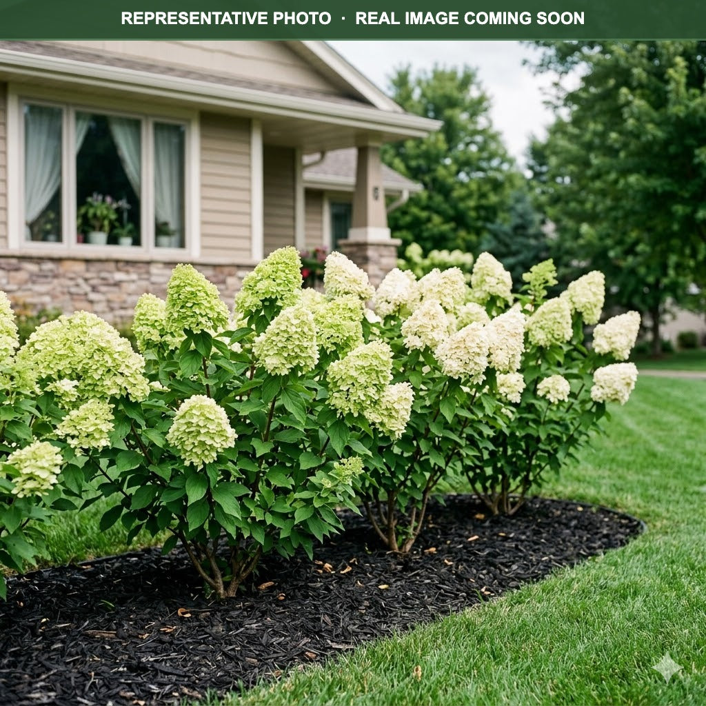 Moonrock Hydrangea (Hydrangea paniculata) — Maple Grove, MN