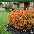 Mount Airy Fothergilla (Fothergilla) — Bloomington, MN
