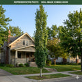 Mountain Sentinel Aspen (Populus tremuloides) — Burnsville, MN