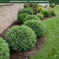 Mr. Bowling Ball Arborvitae (Thuja occidentalis) — Shoreview, MN