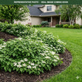 Muskingum Dogwood (Cornus racemosa) — Burnsville, MN