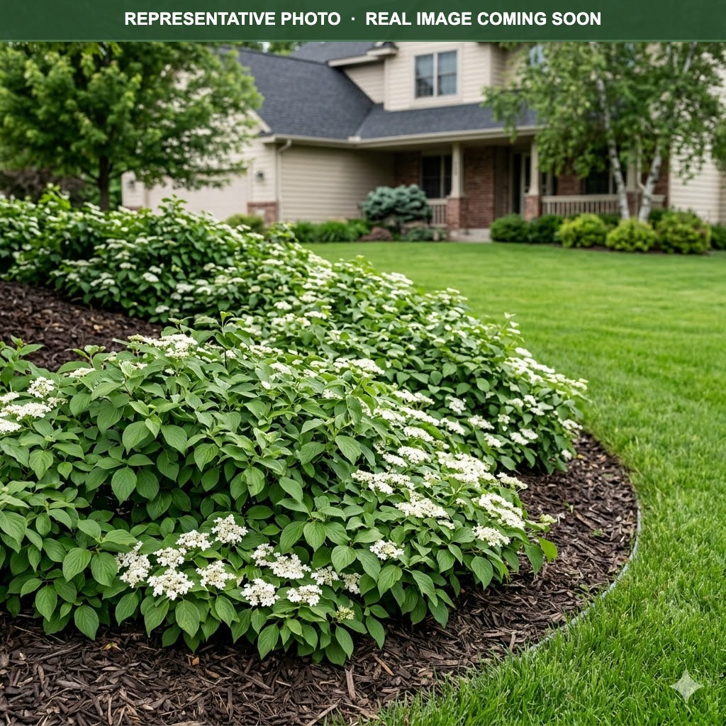 Muskingum Dogwood (Cornus racemosa) — Burnsville, MN