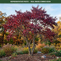 Nannyberry Viburnum Tree Form (Viburnum lentago) — Lakeville, MN