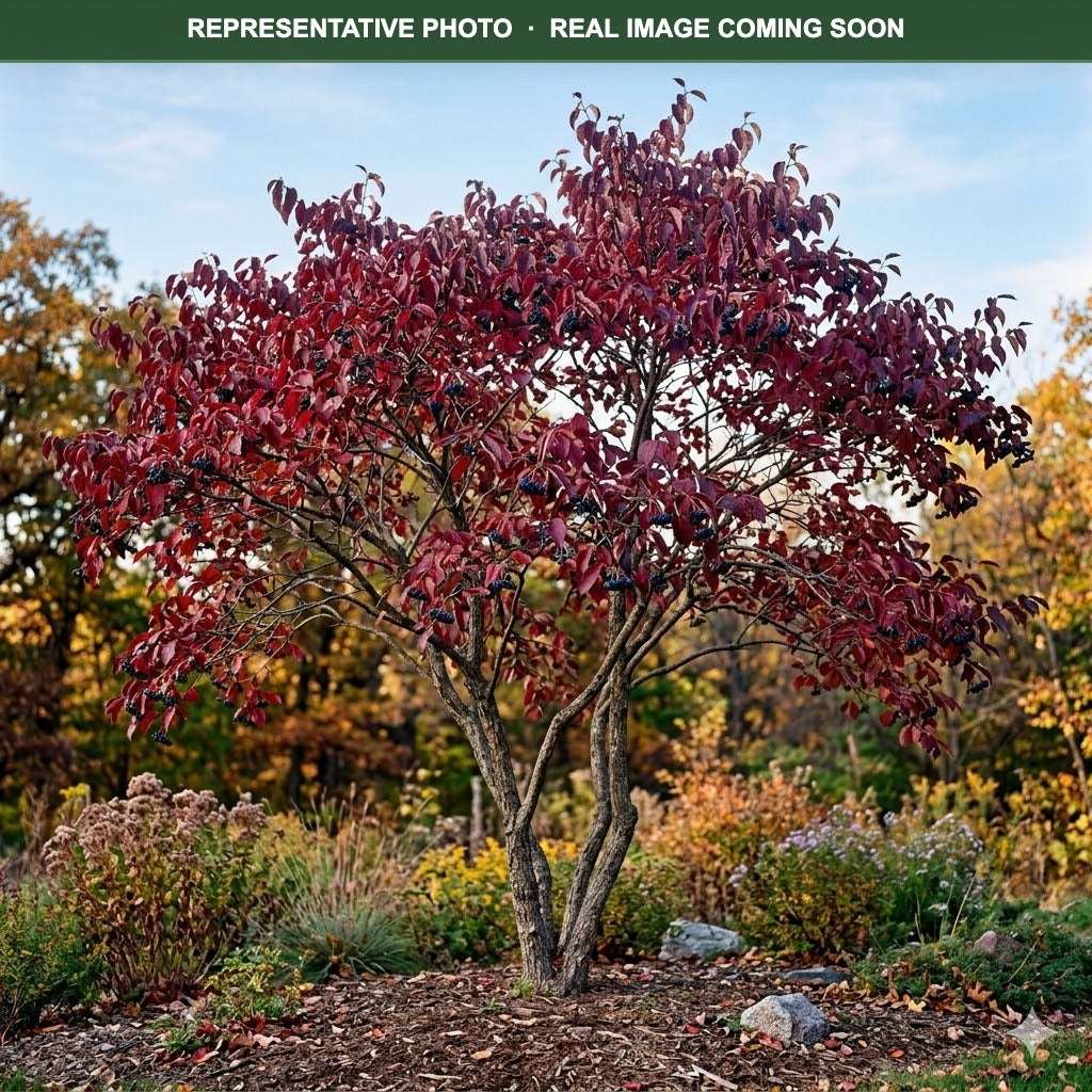 Nannyberry Viburnum Tree Form (Viburnum lentago) — Lakeville, MN