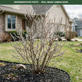 Native Pussy Willow (Salix discolor) — Lakeville, MN
