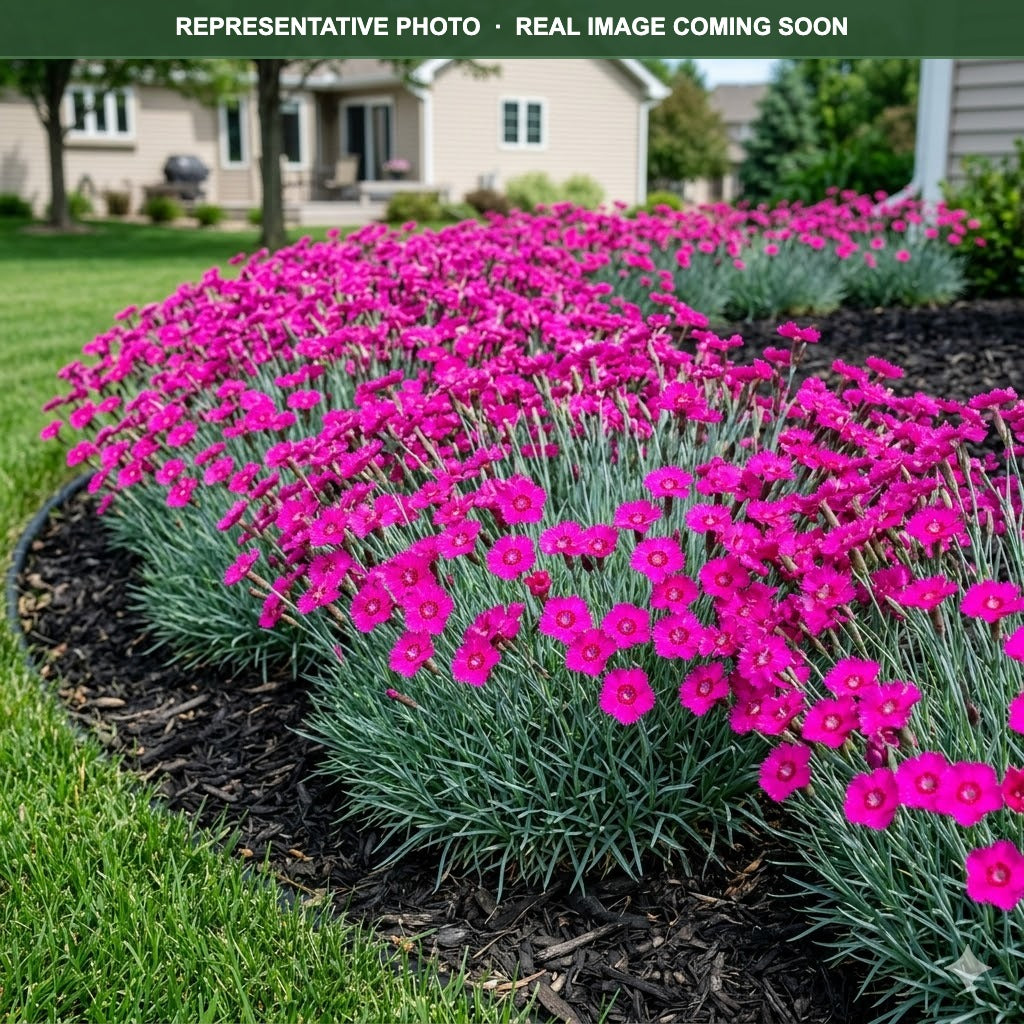 Neon Star Improved Dianthus (Dianthus) — Shoreview, MN