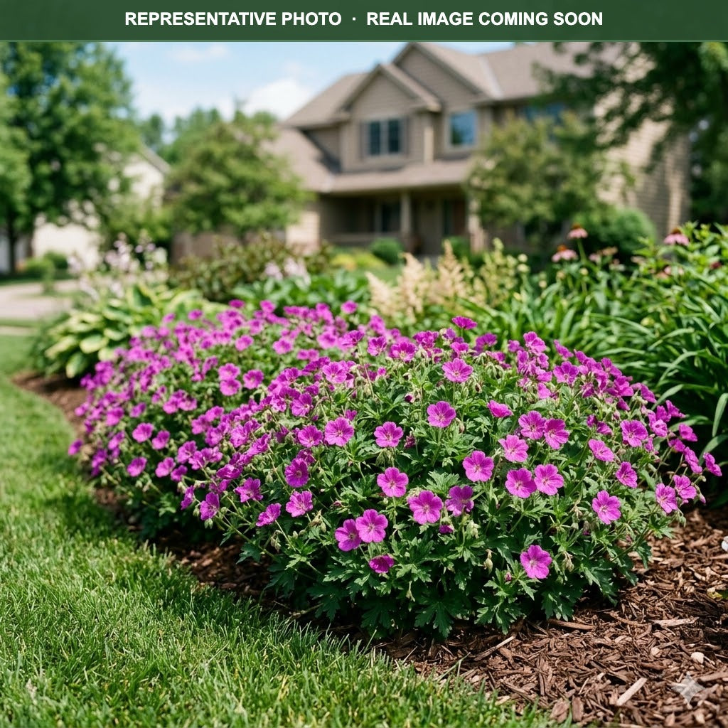 New Hampshire Purple Cranesbill (Geranium) — Burnsville, MN