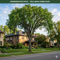 New Harmony Elm (Ulmus americana) — Maplewood, MN
