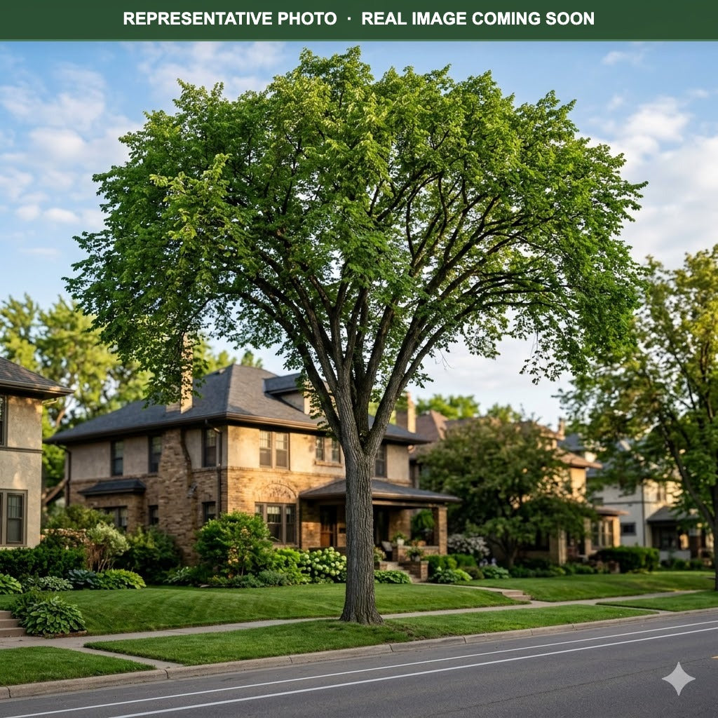 New Harmony Elm (Ulmus americana) — Maplewood, MN