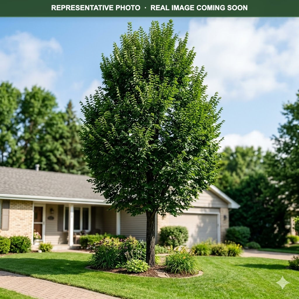 New Horizon Elm (Ulmus) — Wayzata, MN