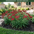 New Vintage Red Yarrow (Achillea) — Lakeville, MN
