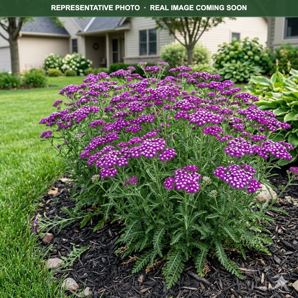 New Vintage Violet Yarrow (Achillea) — Maplewood, MN