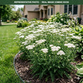 New Vintage White Yarrow (Achillea) — Minneapolis, MN