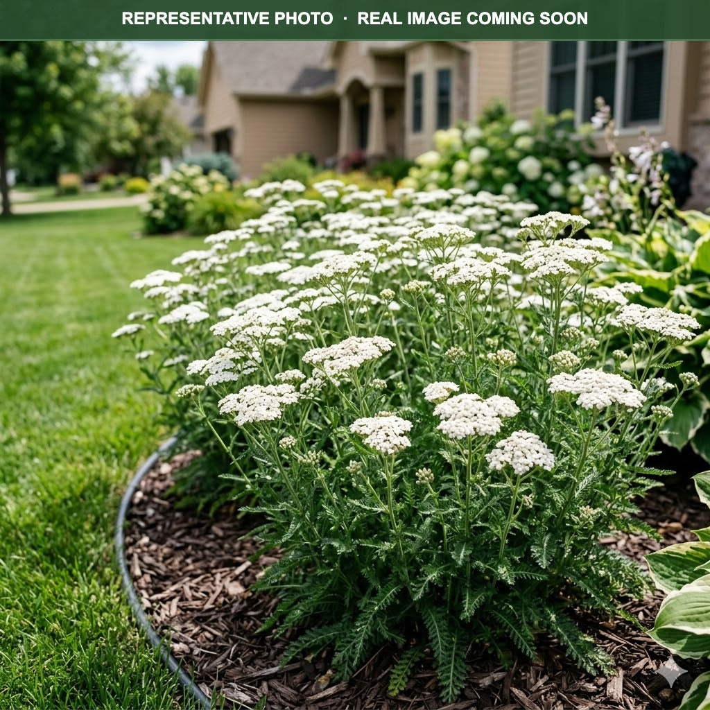 New Vintage White Yarrow (Achillea) — Minneapolis, MN