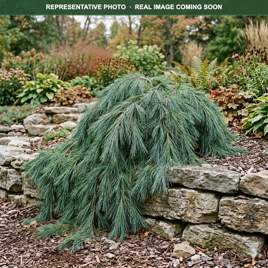 Niagara Falls Weeping White Pine (Pinus strobus) — Chanhassen, MN