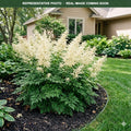 Noble Spirit Goat's Beard (Aruncus) — St. Paul, MN