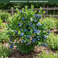 Northblue Blueberry (Vaccinium) — Plymouth, MN