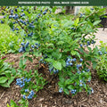 Northcountry Blueberry (Vaccinium) — Maple Grove, MN