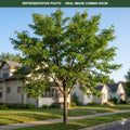Northern Acclaim Honeylocust (Gleditsia triacanthos) — St. Paul, MN