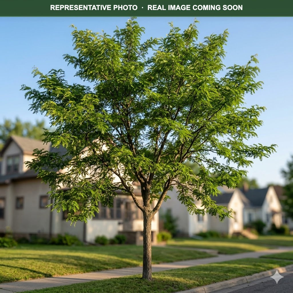 Northern Acclaim Honeylocust (Gleditsia triacanthos) — St. Paul, MN