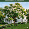 Northern Catalpa (Catalpa speciosa) — Edina, MN