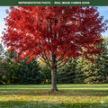 Northern Pin Oak (Quercus ellipsoidalis) — Minnetonka, MN