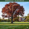 Northern Red Oak (Quercus rubra) — Woodbury, MN