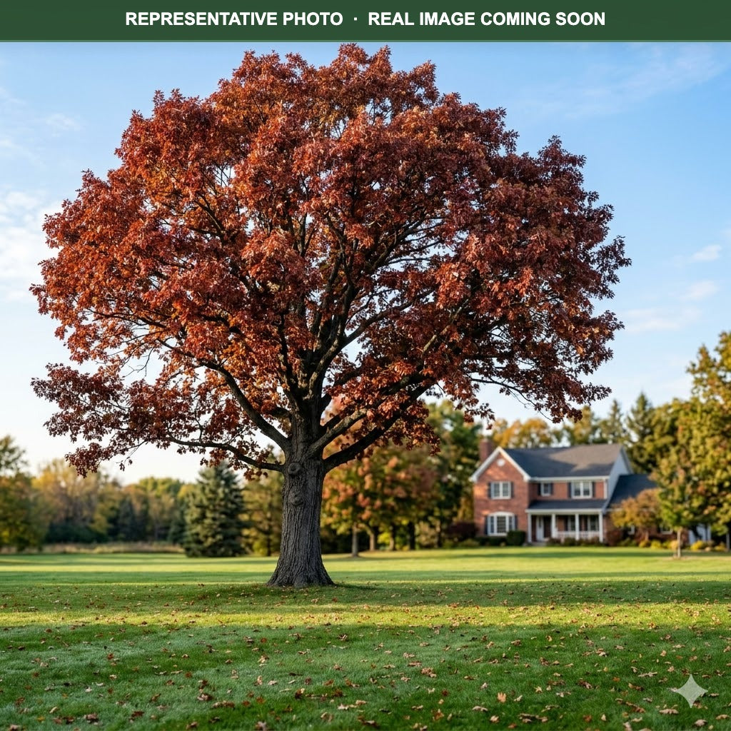 Northern Red Oak (Quercus rubra) — Woodbury, MN