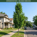 Northern Sentinel Honeylocust (Gleditsia triacanthos) — Eden Prairie, MN