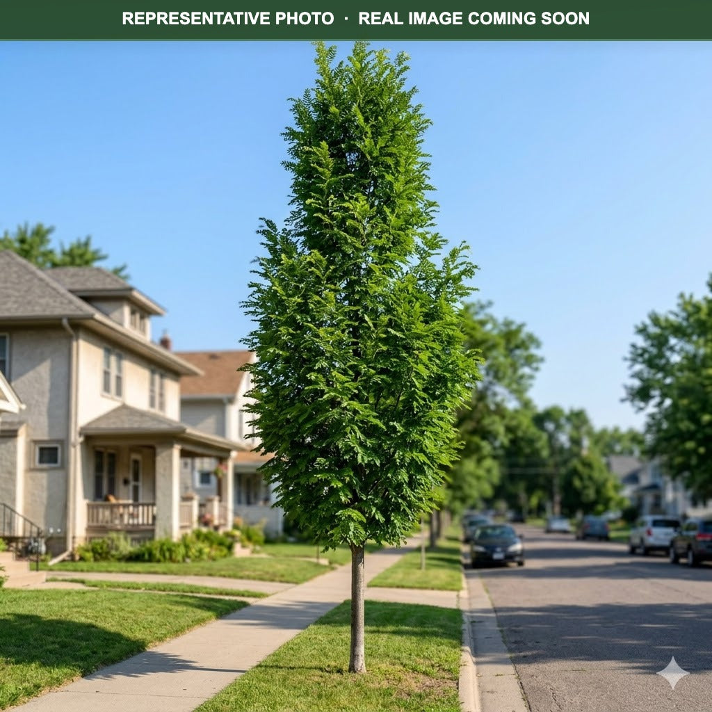 Northern Sentinel Honeylocust (Gleditsia triacanthos) — Eden Prairie, MN