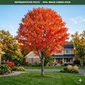Northwood Red Maple (Acer rubrum) — Plymouth, MN