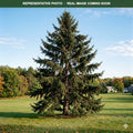 Norway Spruce (Picea abies) — Maple Grove, MN
