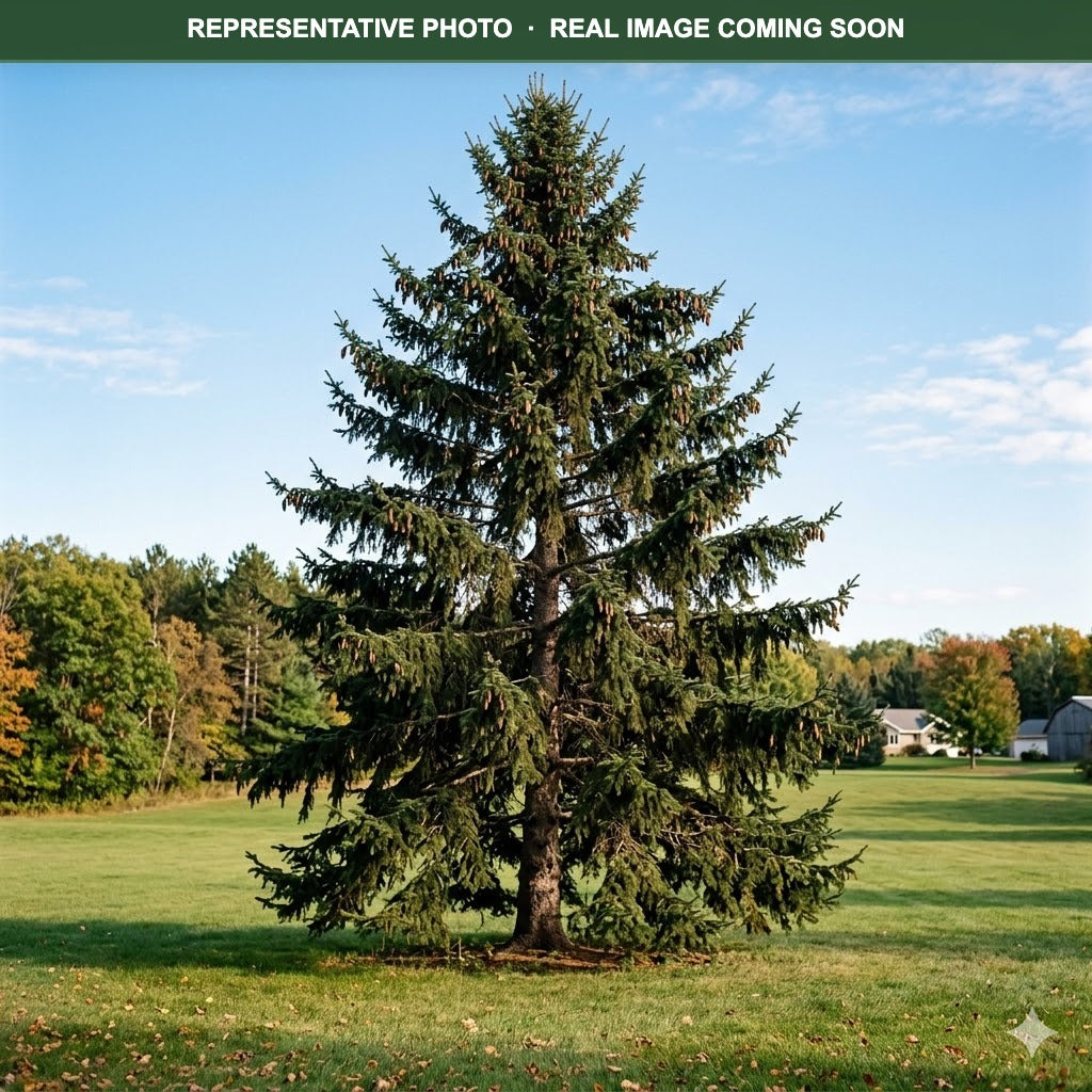 Norway Spruce (Picea abies) — Maple Grove, MN