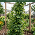 Nugget Hops (Humulus lupulus) — Eden Prairie, MN